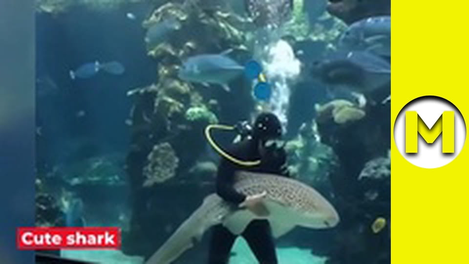 Max TV - сезон 1 - серія 26