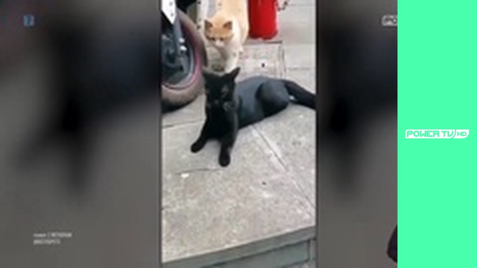 Zakręcone stworzonka z Internetu S1E5