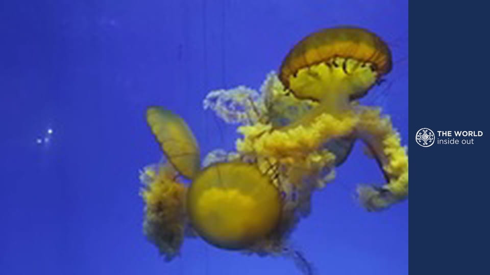 Jellyfish hunting and how the Chinese cook it. China.