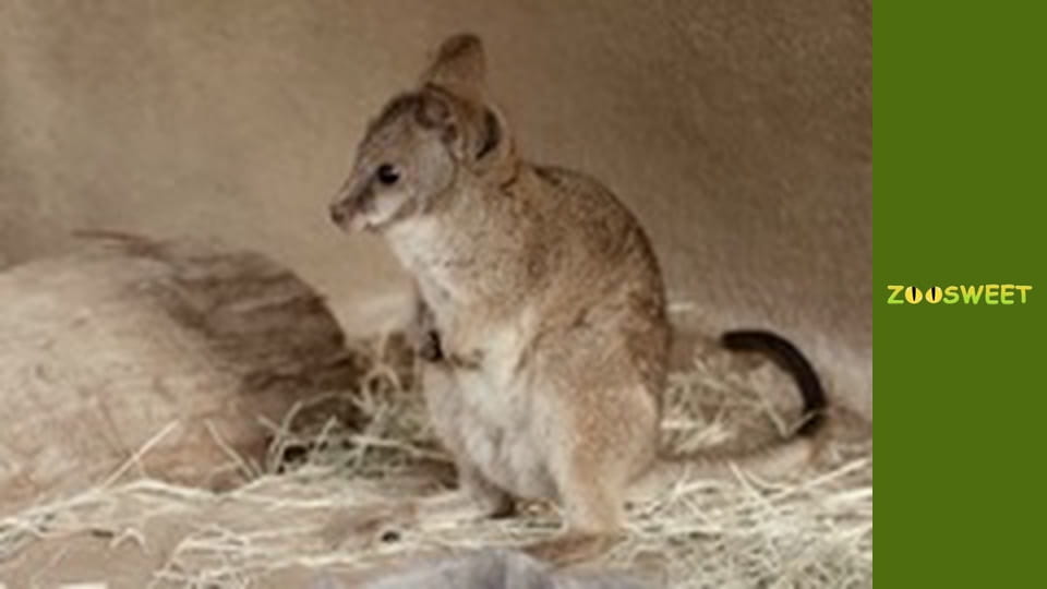Дикі тварини Сан-Дієго - серія 16
