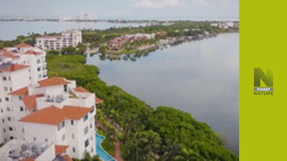 Віч-на-віч S1E2 - Крокодили