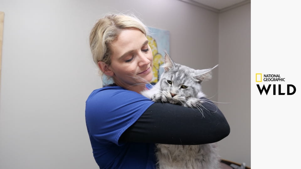 Документы Хартленда, DVM: Сборник