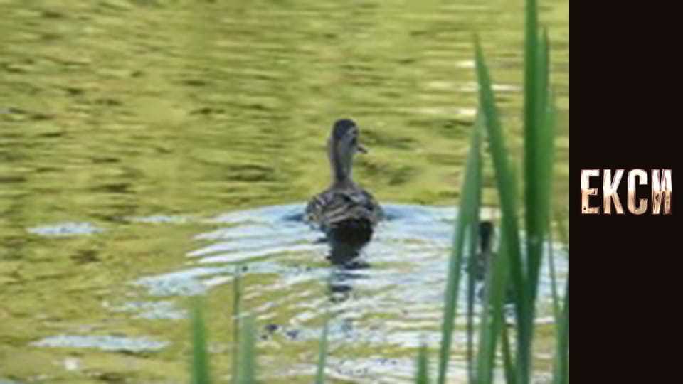 Екси, Сезон 2, Випуск 8