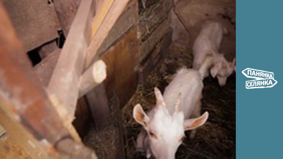 Панянка-селянка, Сезон 5, Випуск 2