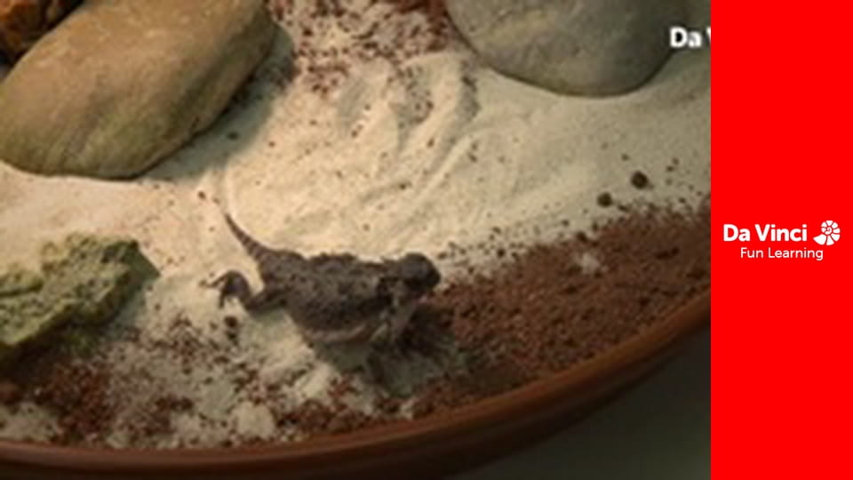 Futuris - Lasers to Imitate Lizards! How Reptiles and Bugs are Boosting Innovation