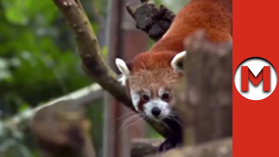 "Макс Шоу" сезон 1 серия 84