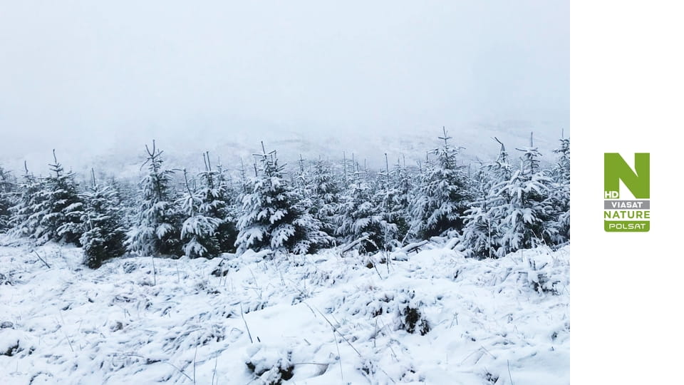 Lasy Kielder S1E4 - Zima