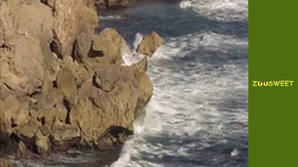 Моі друзі тварини. Підводна міссія - серія 25