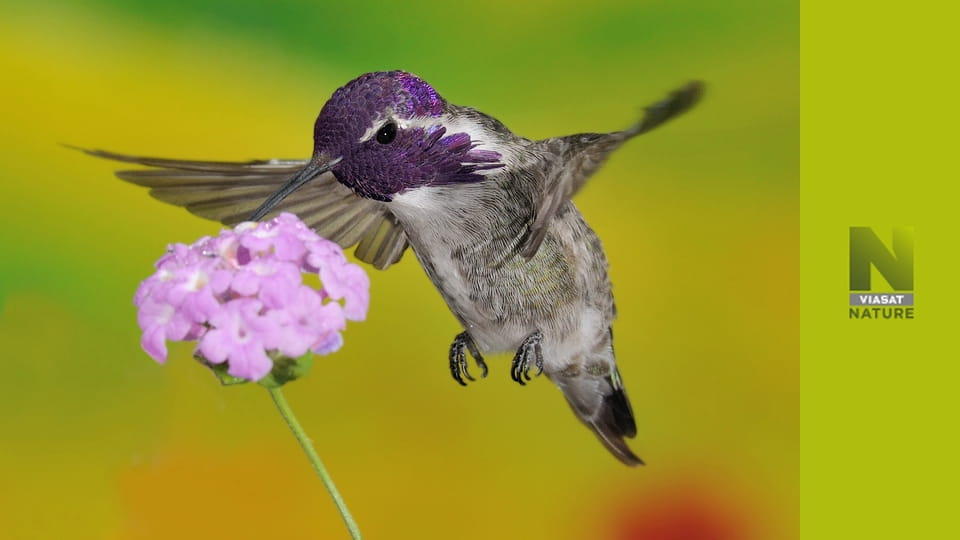 Рік на планеті Земля S1E3 - Літо