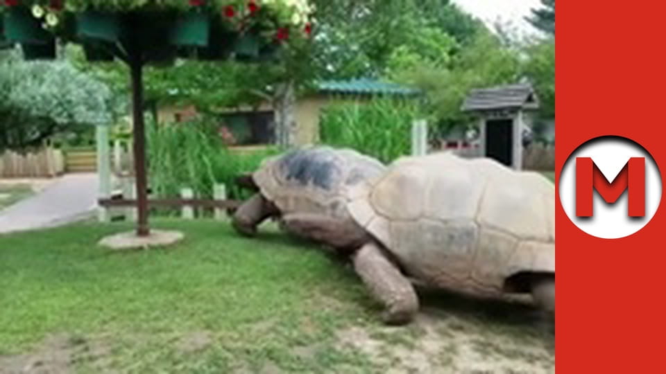 Max TV - season 5 - episode 112