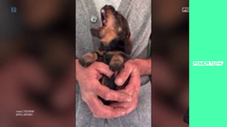 Zakręcone stworzonka z Internetu S1E2