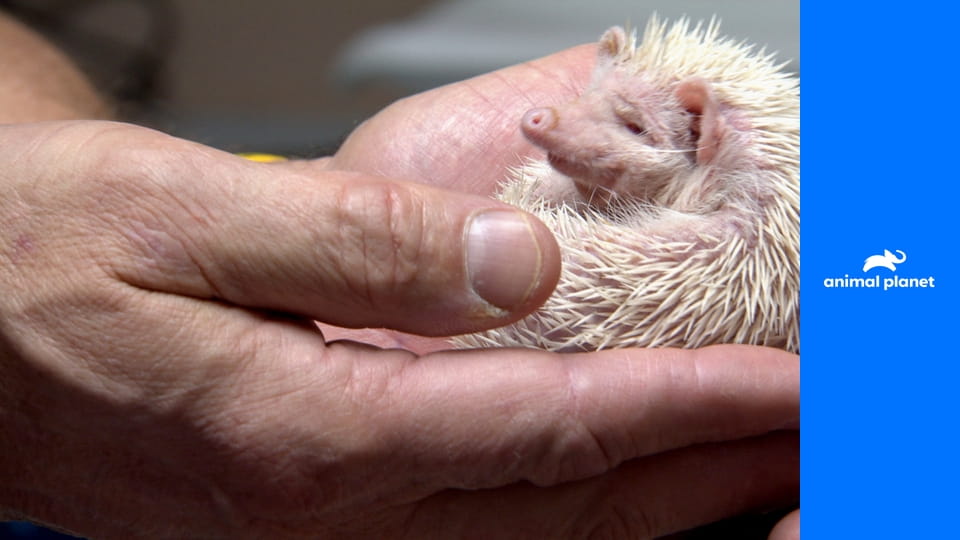 Доктор Джефф. Ветеринар Рокки Маунтин S1E5 - Высотный пес