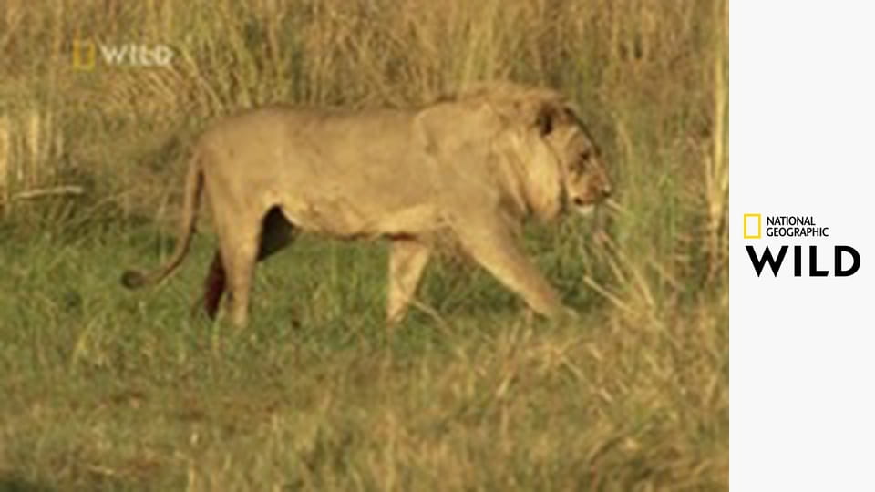 Planeta wielkich kotów