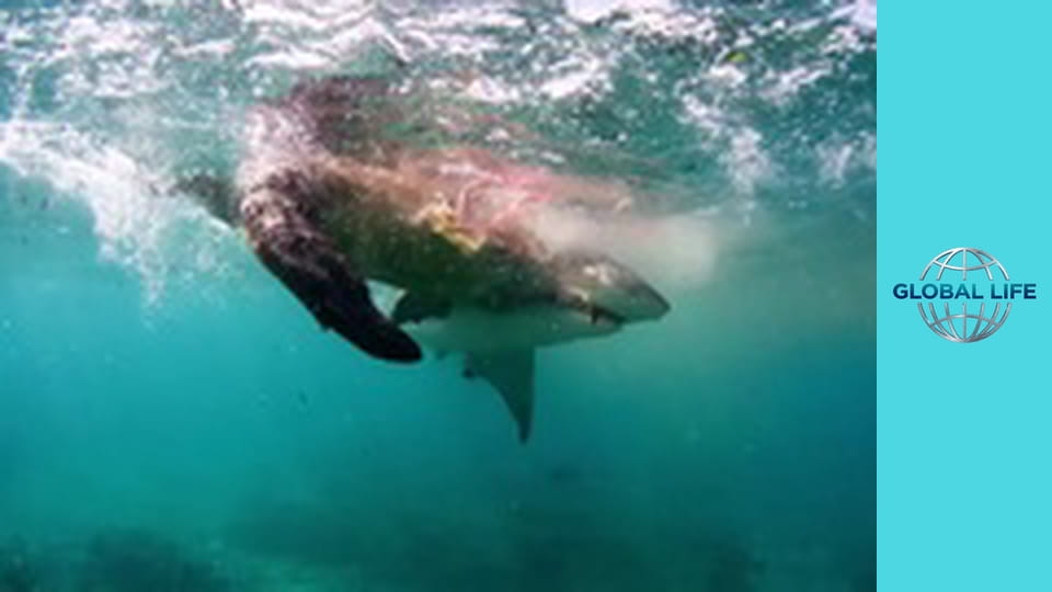 Большой барьерный риф: Живое сокровище Сезон 1 Эпизод 4