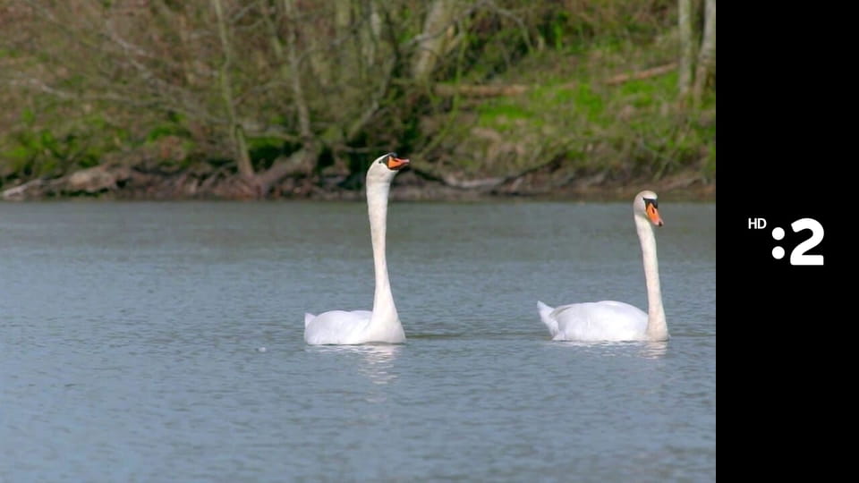 Byť tak zvieratkom E38 - Tučniak