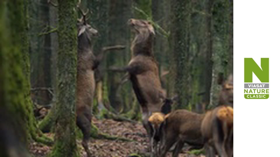 Дикая Бельгия - Жизнь в тени