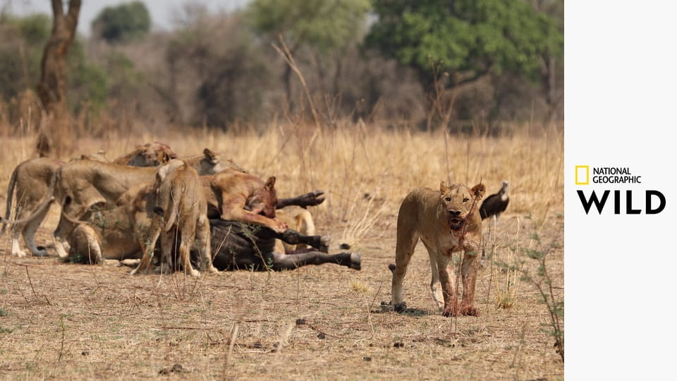 Африканские охотники S2E2 - Братья по оружию