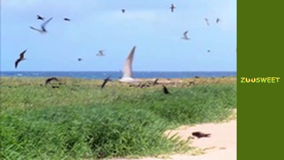 Моі друзі тварини. Підводна міссія - серія 21