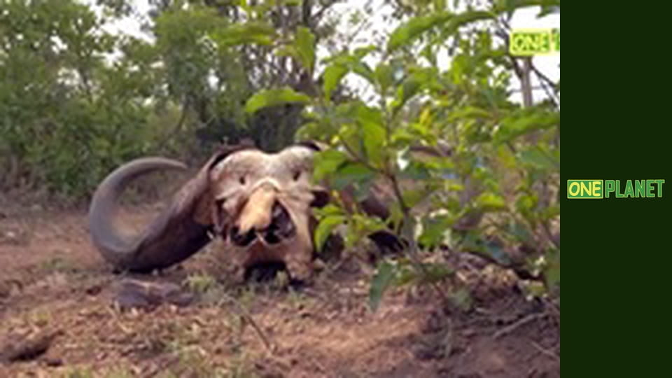 Земля: Симфония жизни, 1 эп.