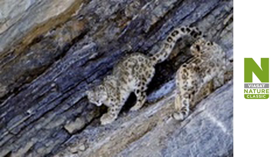 У пошуках сніжного барсу: Гонитва за тінню - Серія 1