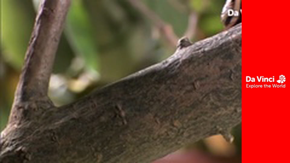 Бунтующие животные - Защита жука-бомбардира