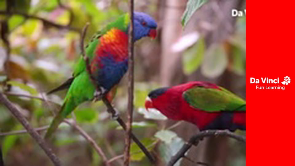 Посольство животных - День из жизни Рафы.