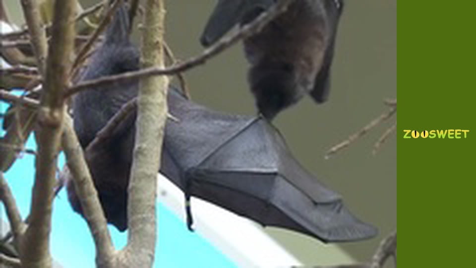 Дикий світ Сан-Дієго - серія 14