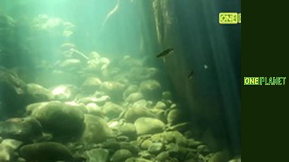 Гваделупа. Царство живой природы.