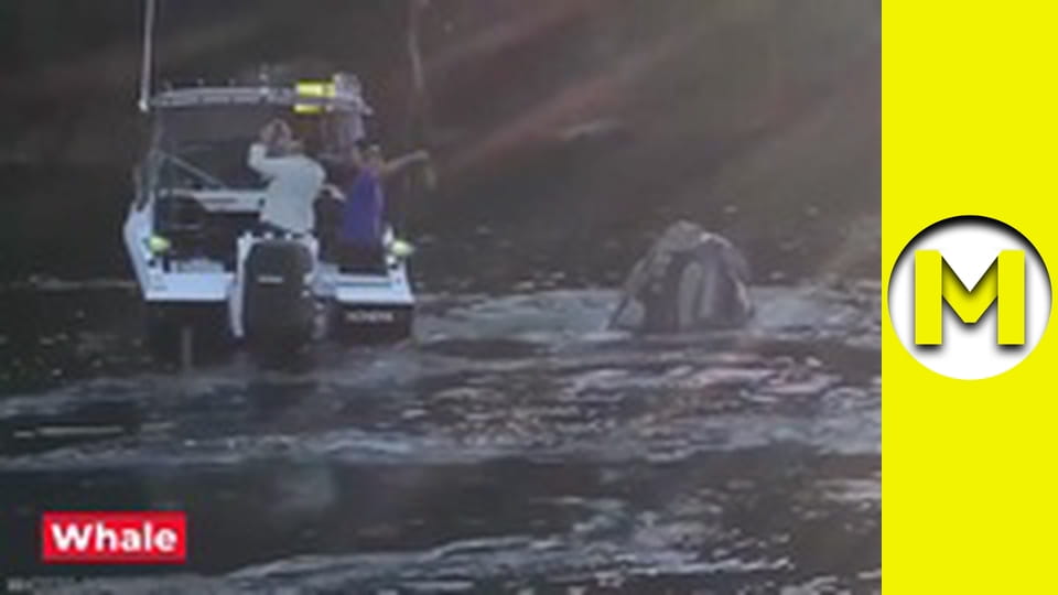 Max TV - сезон 1 - серія 27