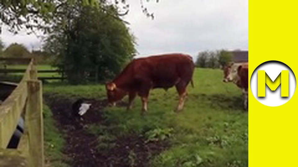 Max TV - сезон 1 - серія 128