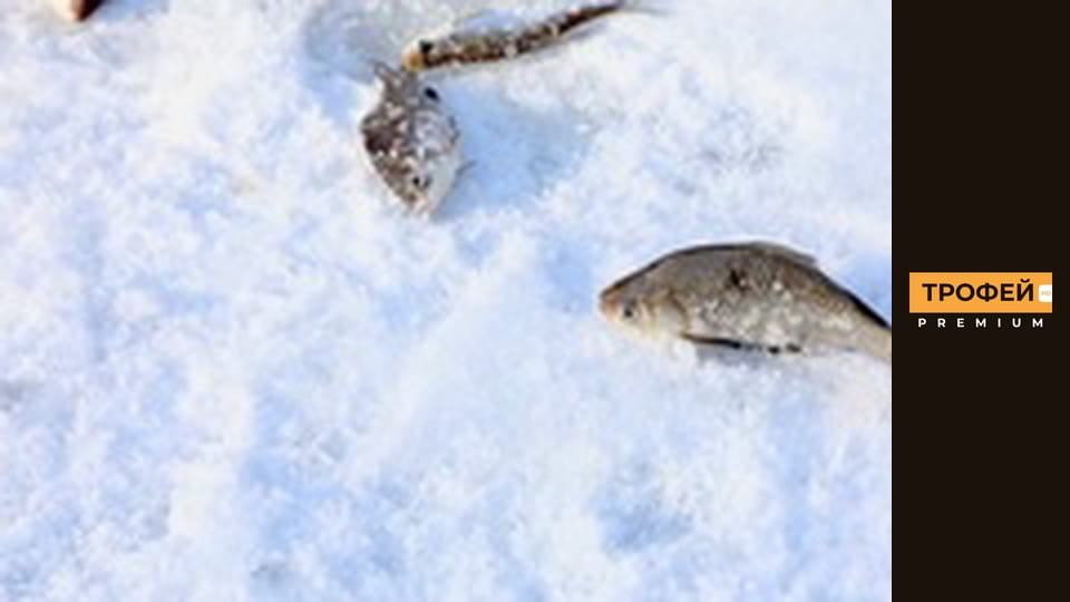 Зіркова риболовля. Серiя 50