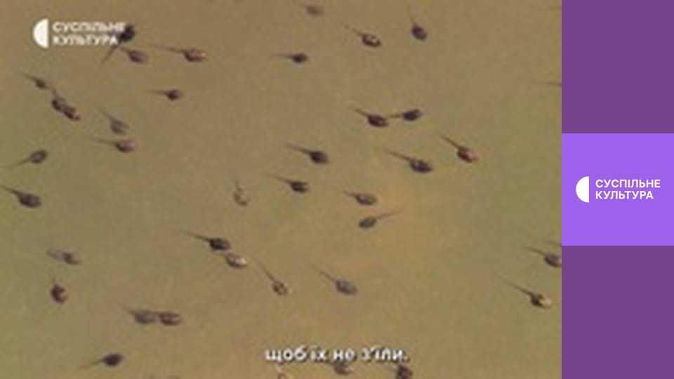 Д/с "Мир дикой природы. Дикие животные". "Болота".