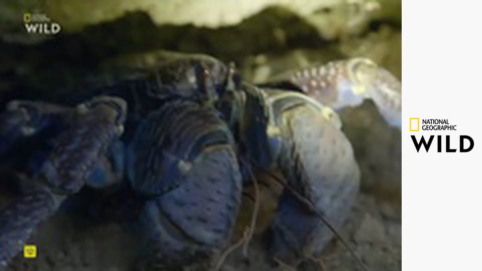 Дикая природа Филиппин S1E1 - Зачарованные острова