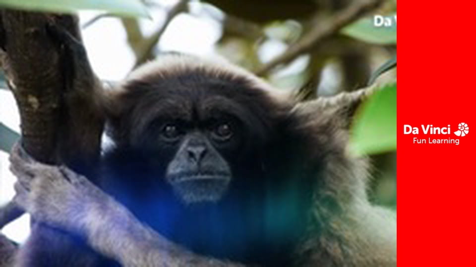 Xploration Awesome Planet - Animal Rescue