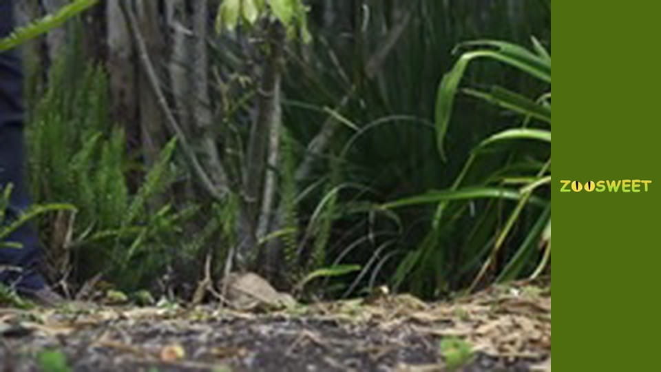 Дикий світ Сан-Дієго - серія 21