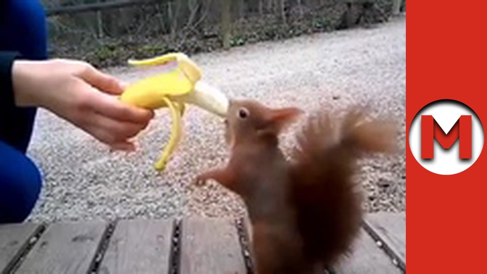 Макс ТВ- сезон 1 - серія 66