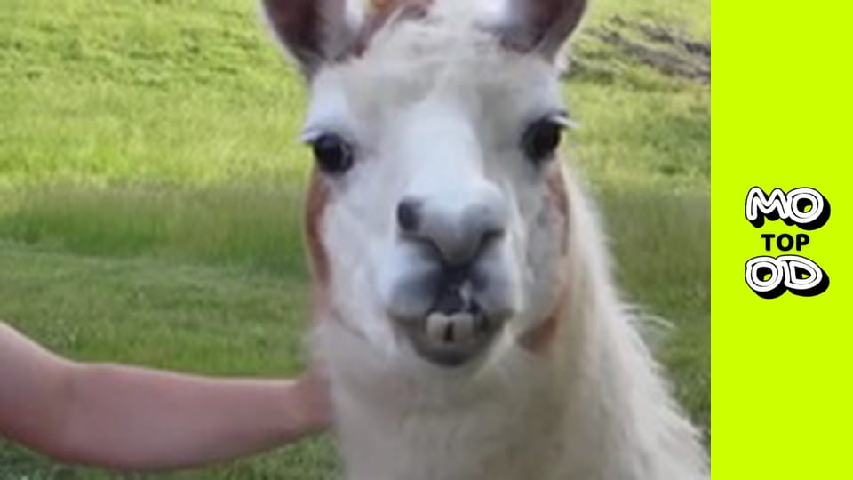 TopMood Сезон 4 Епізод 45