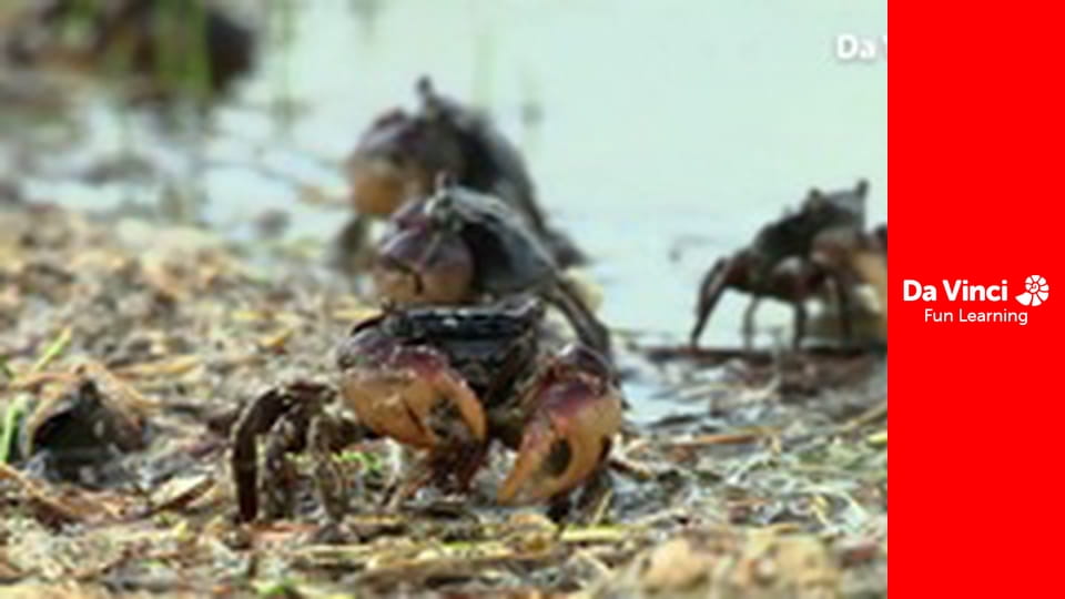 Сіяя - Найдикіший мис - Ґукамма - останнє дике місце