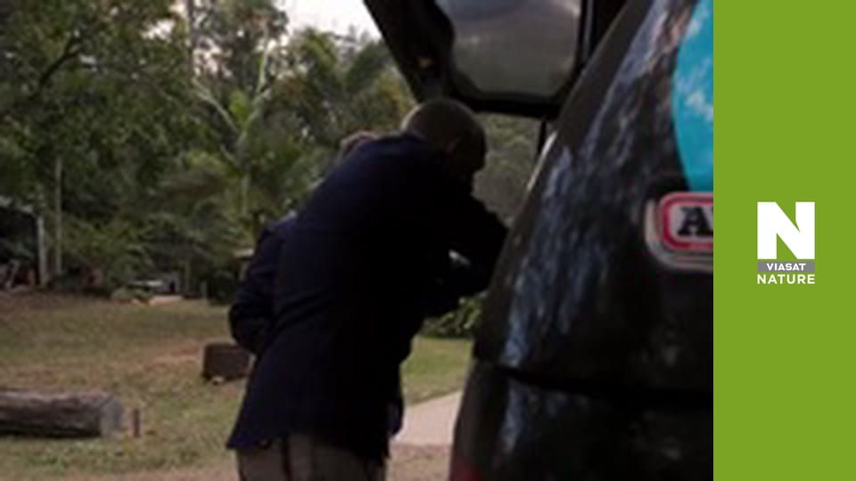 Австралійські змієлови - Повернення чорної змії