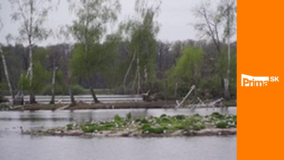 Slow TV - Vtáčia ríša