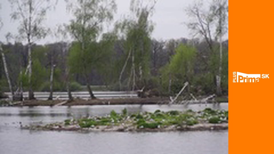 Slow TV - Vtáčia ríša