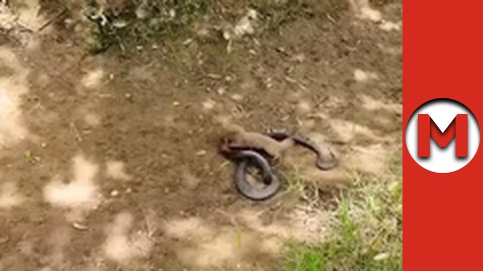 Макс Шоу - сезон 2 - серія 80