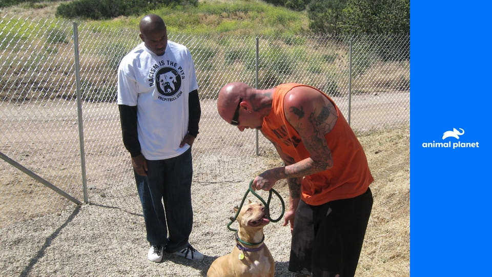 На свободу с питбулем S4E4 - Дар небес