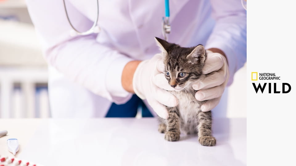 Врачи Хартленда S4E1