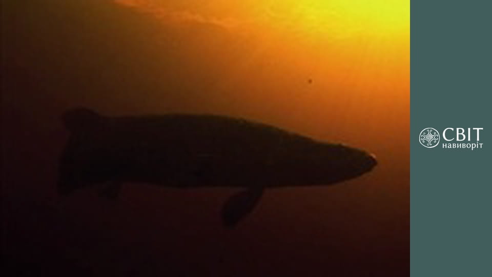 Сезон 10, Випуск 12, Бразилія