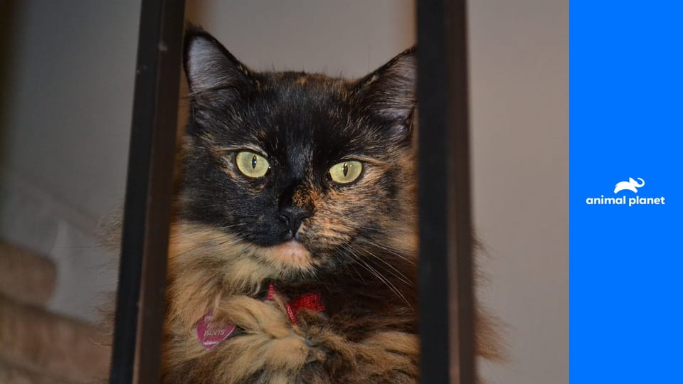 Moja pekelná mačka S3E3 - Oscar a Riley