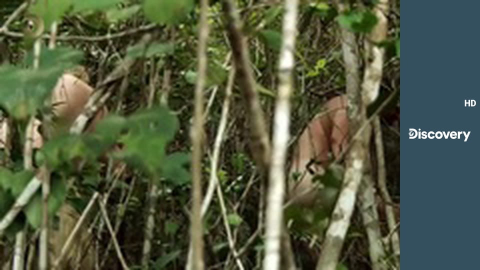 Голые и напуганные S2E2 - Переполох в джунглях