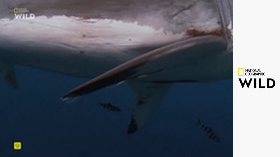 Najväčší zabijaci Afriky III (1)