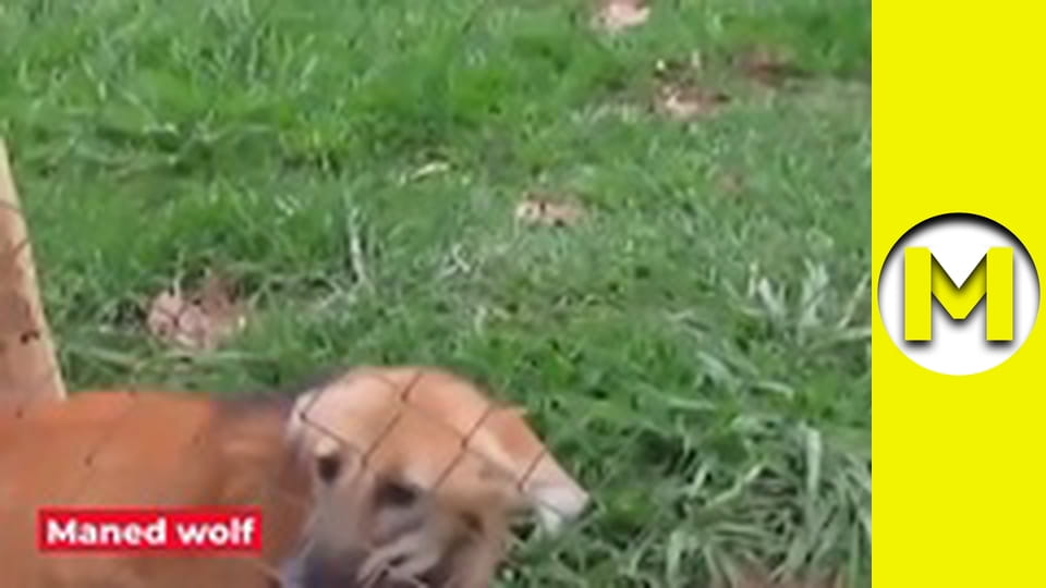 Max TV - сезон 1 - серія 66