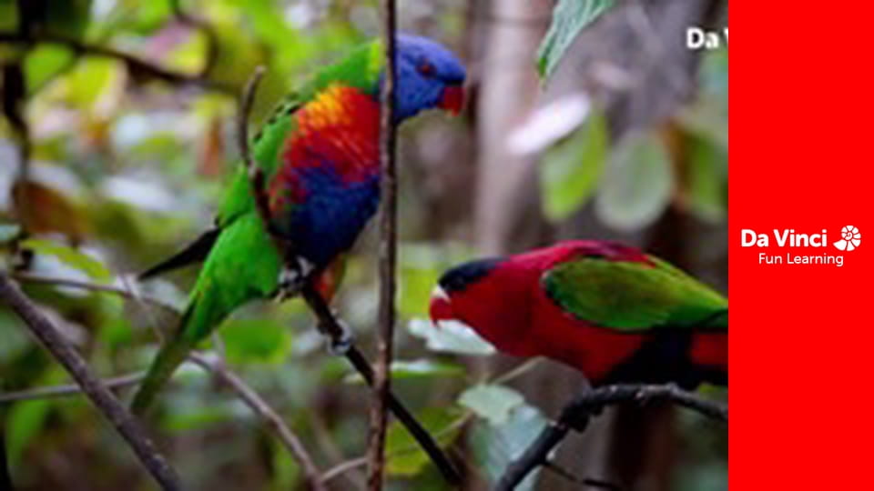 Посольство животных - Дельфин